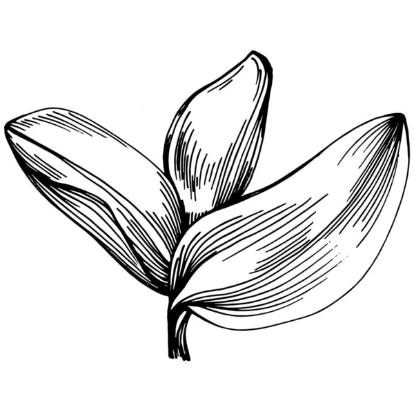 식물을 조각된 문체의 디자인 아이콘 우표를 최고의 유기농 스케치를 선택하 — 스톡 벡터