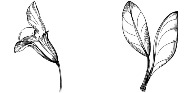 Φασκόμηλο Απομονωμένο Φυτό Φύλλα Φυτικό Ανάγλυφο Στυλ Εικονογράφηση Αναλυτικό Οργανικό — Διανυσματικό Αρχείο