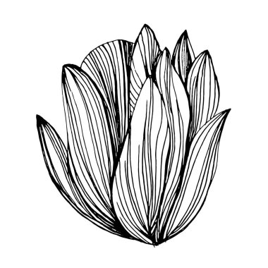 Lezzetli bir çiçek. Bitki bitkileri botanik kaktüsleri. İzole illüstrasyon elementi. Arkaplan, doku, ambalaj deseni, çerçeve veya kenar çizimi için vektör el.