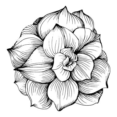 Lezzetli bir çiçek. Bitki bitkileri botanik kaktüsleri. İzole illüstrasyon elementi. Arkaplan, doku, ambalaj deseni, çerçeve veya kenar çizimi için vektör el.