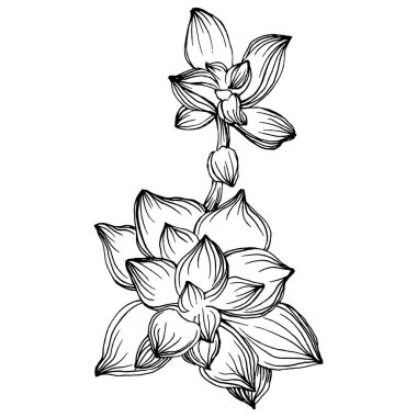 Lezzetli bir çiçek. Bitki bitkileri botanik kaktüsleri. İzole illüstrasyon elementi. Arkaplan, doku, ambalaj deseni, çerçeve veya kenar çizimi için vektör el.