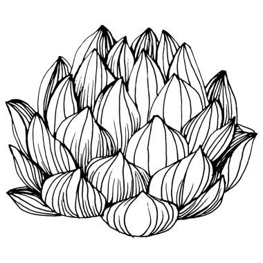 Lezzetli bir çiçek. Bitki bitkileri botanik kaktüsleri. İzole illüstrasyon elementi. Arkaplan, doku, ambalaj deseni, çerçeve veya kenar çizimi için vektör el.