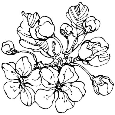 Kirazlı el klasik klipsli resim. Sanat tarzında detaylandırılmış böğürtlen logosu ya da dövme. Siyah ve beyaz izole edilmiş. Amblem için antika vintage gravür