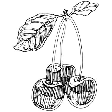 Kirazlı el klasik klipsli resim. Sanat tarzında detaylandırılmış böğürtlen logosu ya da dövme. Siyah ve beyaz izole edilmiş. Amblem için antika vintage gravür
