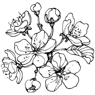 Kirazlı el klasik klipsli resim. Sanat tarzında detaylandırılmış böğürtlen logosu ya da dövme. Siyah ve beyaz izole edilmiş. Amblem için antika vintage gravür