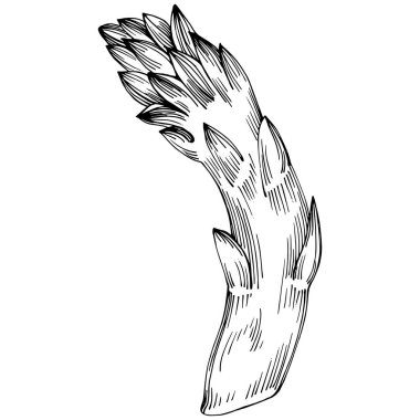 Kuşkonmaz elle çizilmiş. Sebze oymalı nesne. Menü, etiket, simge, kapak, sosyal gönderi için harika.