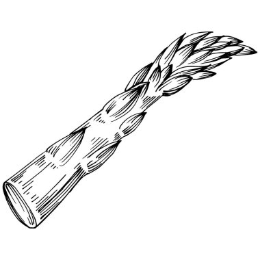 Kuşkonmaz elle çizilmiş. Sebze oymalı nesne. Menü, etiket, simge, kapak, sosyal gönderi için harika.