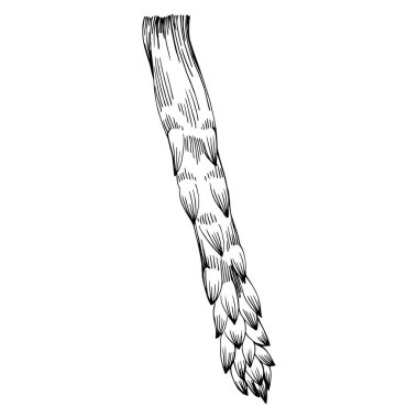 Kuşkonmaz elle çizilmiş. Sebze oymalı nesne. Menü, etiket, simge, kapak, sosyal gönderi için harika.