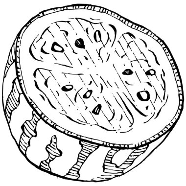 Karpuz çizimi vektör çizimi. İzole edilmiş el resmi beyaz arka planda. Yaz meyvesi oymalı tasvir. Yiyecek ambalajı için dekorasyon.