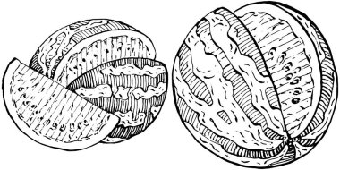 Karpuz çizimi vektör çizimi. İzole edilmiş el resmi beyaz arka planda. Yaz meyvesi oymalı tasvir. Yiyecek ambalajı için dekorasyon.