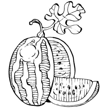 Karpuz çizimi vektör çizimi. İzole edilmiş el resmi beyaz arka planda. Yaz meyvesi oymalı tasvir. Yiyecek ambalajı için dekorasyon.