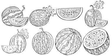 Karpuz çizimi vektör çizimi. İzole edilmiş el resmi beyaz arka planda. Yaz meyvesi oymalı tasvir. Yiyecek ambalajı için dekorasyon.