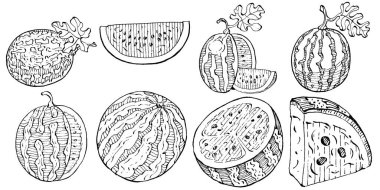 Karpuz çizimi vektör çizimi. İzole edilmiş el resmi beyaz arka planda. Yaz meyvesi oymalı tasvir. Yiyecek ambalajı için dekorasyon.