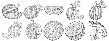 Karpuz çizimi vektör çizimi. İzole edilmiş el resmi beyaz arka planda. Yaz meyvesi oymalı tasvir. Yiyecek ambalajı için dekorasyon.