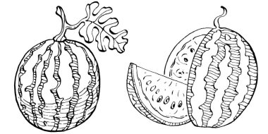 Karpuz çizimi vektör çizimi. İzole edilmiş el resmi beyaz arka planda. Yaz meyvesi oymalı tasvir. Yiyecek ambalajı için dekorasyon.