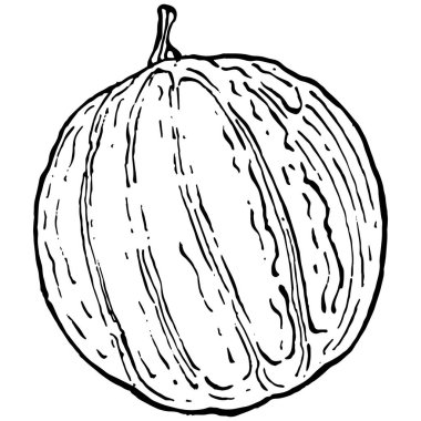 Kavun gerçekçi vektör çizimi. Restoran menüsü, market etiketi, logo, amblem ve mutfak tasarımı için dekoratif retro koleksiyon el yapımı çiftlik ürünü. Yiyecek ambalajı için dekorasyon.