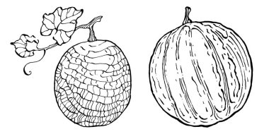 Kavun gerçekçi vektör çizimi. Restoran menüsü, market etiketi, logo, amblem ve mutfak tasarımı için dekoratif retro koleksiyon el yapımı çiftlik ürünü. Yiyecek ambalajı için dekorasyon.