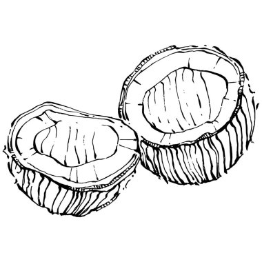 Vektör hindistan cevizi el çizimi çizimi. Vektör tropikal gıda çizimi. Eski tarz. Tasarım logosu, menü, etiket, simge, pul için en iyisi.