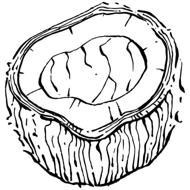 Vektör hindistan cevizi el çizimi çizimi. Vektör tropikal gıda çizimi. Eski tarz. Tasarım logosu, menü, etiket, simge, pul için en iyisi.