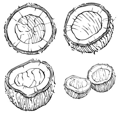 Vektör hindistan cevizi el çizimi çizimi. Vektör tropikal gıda çizimi. Eski tarz. Tasarım logosu, menü, etiket, simge, pul için en iyisi.