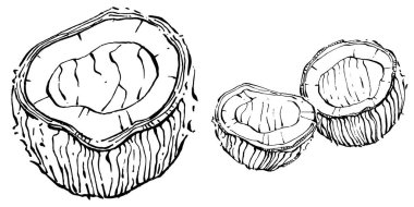 Vektör hindistan cevizi el çizimi çizimi. Vektör tropikal gıda çizimi. Eski tarz. Tasarım logosu, menü, etiket, simge, pul için en iyisi.