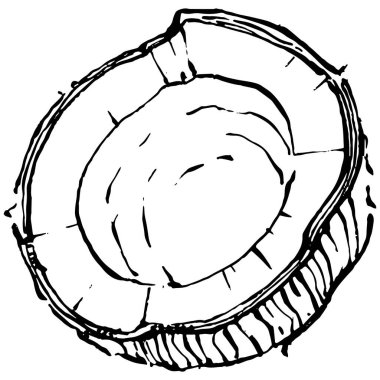 Vektör hindistan cevizi el çizimi çizimi. Vektör tropikal gıda çizimi. Eski tarz. Tasarım logosu, menü, etiket, simge, pul için en iyisi.