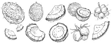 Vektör hindistan cevizi el çizimi çizimi. Vektör tropikal gıda çizimi. Eski tarz. Tasarım logosu, menü, etiket, simge, pul için en iyisi.