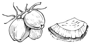 Vektör hindistan cevizi el çizimi çizimi. Vektör tropikal gıda çizimi. Eski tarz. Tasarım logosu, menü, etiket, simge, pul için en iyisi.