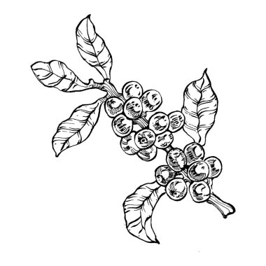 Grafik stili el yapımı kahve ağacı ve fasulye beyaz arka planda. İşlenmiş stil illüstrasyonlu izole bir nesne. Tasarım logosu, menü, etiket, simge, pul için en iyisi.