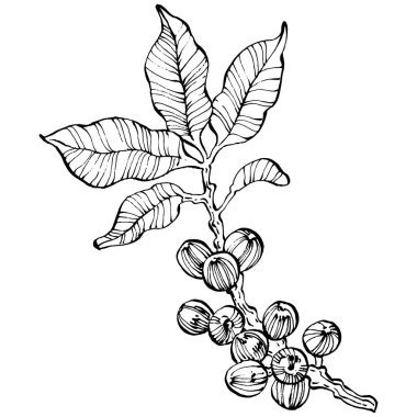 Grafik stili el yapımı kahve ağacı ve fasulye beyaz arka planda. İşlenmiş stil illüstrasyonlu izole bir nesne. Tasarım logosu, menü, etiket, simge, pul için en iyisi.