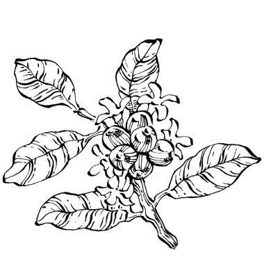 Grafik stili el yapımı kahve ağacı ve fasulye beyaz arka planda. İşlenmiş stil illüstrasyonlu izole bir nesne. Tasarım logosu, menü, etiket, simge, pul için en iyisi.