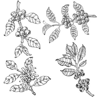 Grafik stili el yapımı kahve ağacı ve fasulye beyaz arka planda. İşlenmiş stil illüstrasyonlu izole bir nesne. Tasarım logosu, menü, etiket, simge, pul için en iyisi.