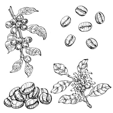 Grafik stili el yapımı kahve ağacı ve fasulye beyaz arka planda. İşlenmiş stil illüstrasyonlu izole bir nesne. Tasarım logosu, menü, etiket, simge, pul için en iyisi.