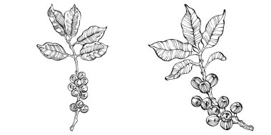 Grafik stili el yapımı kahve ağacı ve fasulye beyaz arka planda. İşlenmiş stil illüstrasyonlu izole bir nesne. Tasarım logosu, menü, etiket, simge, pul için en iyisi.