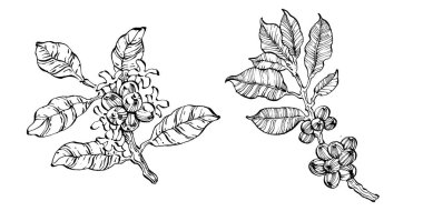 Grafik stili el yapımı kahve ağacı ve fasulye beyaz arka planda. İşlenmiş stil illüstrasyonlu izole bir nesne. Tasarım logosu, menü, etiket, simge, pul için en iyisi.