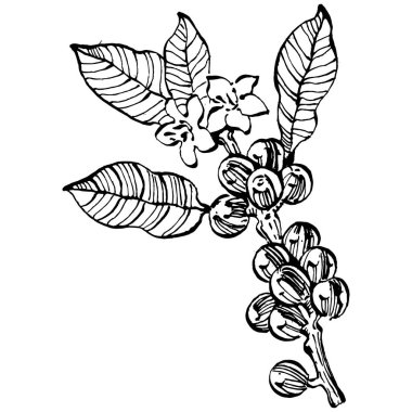 Grafik stili el yapımı kahve ağacı ve fasulye beyaz arka planda. İşlenmiş stil illüstrasyonlu izole bir nesne. Tasarım logosu, menü, etiket, simge, pul için en iyisi.