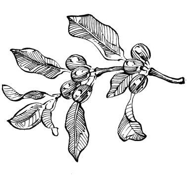 Grafik stili el yapımı kahve ağacı ve fasulye beyaz arka planda. İşlenmiş stil illüstrasyonlu izole bir nesne. Tasarım logosu, menü, etiket, simge, pul için en iyisi.