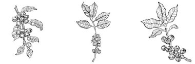 Grafik stili el yapımı kahve ağacı ve fasulye beyaz arka planda. İşlenmiş stil illüstrasyonlu izole bir nesne. Tasarım logosu, menü, etiket, simge, pul için en iyisi.