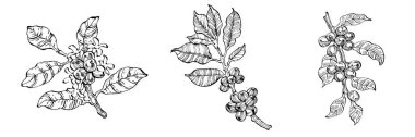 Grafik stili el yapımı kahve ağacı ve fasulye beyaz arka planda. İşlenmiş stil illüstrasyonlu izole bir nesne. Tasarım logosu, menü, etiket, simge, pul için en iyisi.