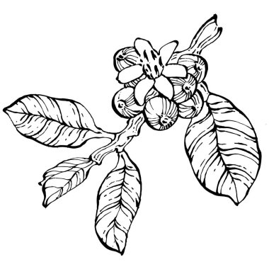 Grafik stili el yapımı kahve ağacı ve fasulye beyaz arka planda. İşlenmiş stil illüstrasyonlu izole bir nesne. Tasarım logosu, menü, etiket, simge, pul için en iyisi.