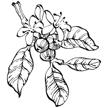 Grafik stili el yapımı kahve ağacı ve fasulye beyaz arka planda. İşlenmiş stil illüstrasyonlu izole bir nesne. Tasarım logosu, menü, etiket, simge, pul için en iyisi.