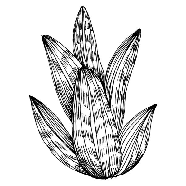 Flor Suculenta Plantas Florales Cactus Botánico Elemento Ilustración Aislado Dibujo — Vector de stock