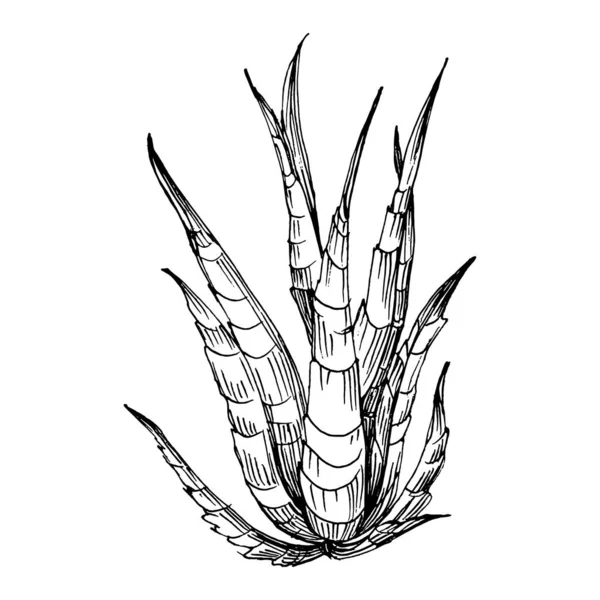 Сочный Цветок Цветочные Растения Ботанический Кактус Изолированный Элемент Иллюстрации Векторный — стоковый вектор