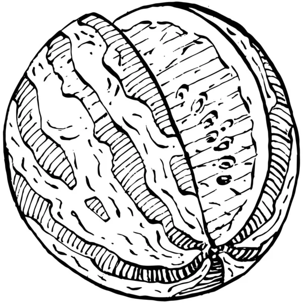 Wassermelone Skizze Vektorzeichnung Vereinzelte Handgezeichnete Beere Auf Weißem Hintergrund Gravierte — Stockvektor