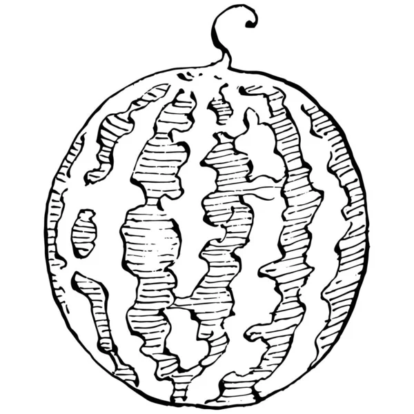 Desenho Vetorial Esboço Melancia Baga Desenhada Mão Isolada Fundo Branco —  Vetores de Stock