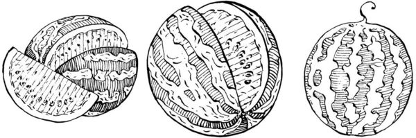 Desenho Vetorial Esboço Melancia Baga Desenhada Mão Isolada Fundo Branco —  Vetores de Stock