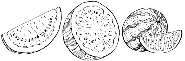 Gambar Vektor Sketsa Semangka Terisolasi Tangan Digambar Berry Pada Latar - Stok Vektor