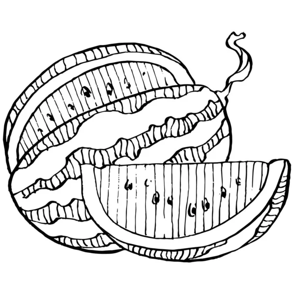 Desenho Vetorial Esboço Melancia Baga Desenhada Mão Isolada Fundo Branco — Vetor de Stock