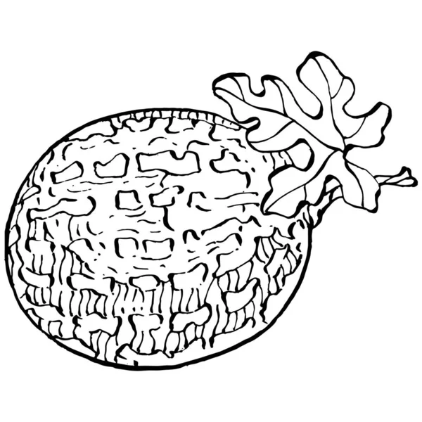 Ескіз Кавуна Векторний Малюнок Ізольована Рука Намальована Ягода Білому Тлі — стоковий вектор