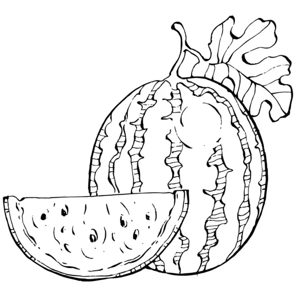 Watermeloen Schets Vector Tekening Geïsoleerde Hand Getrokken Bes Witte Achtergrond — Stockvector